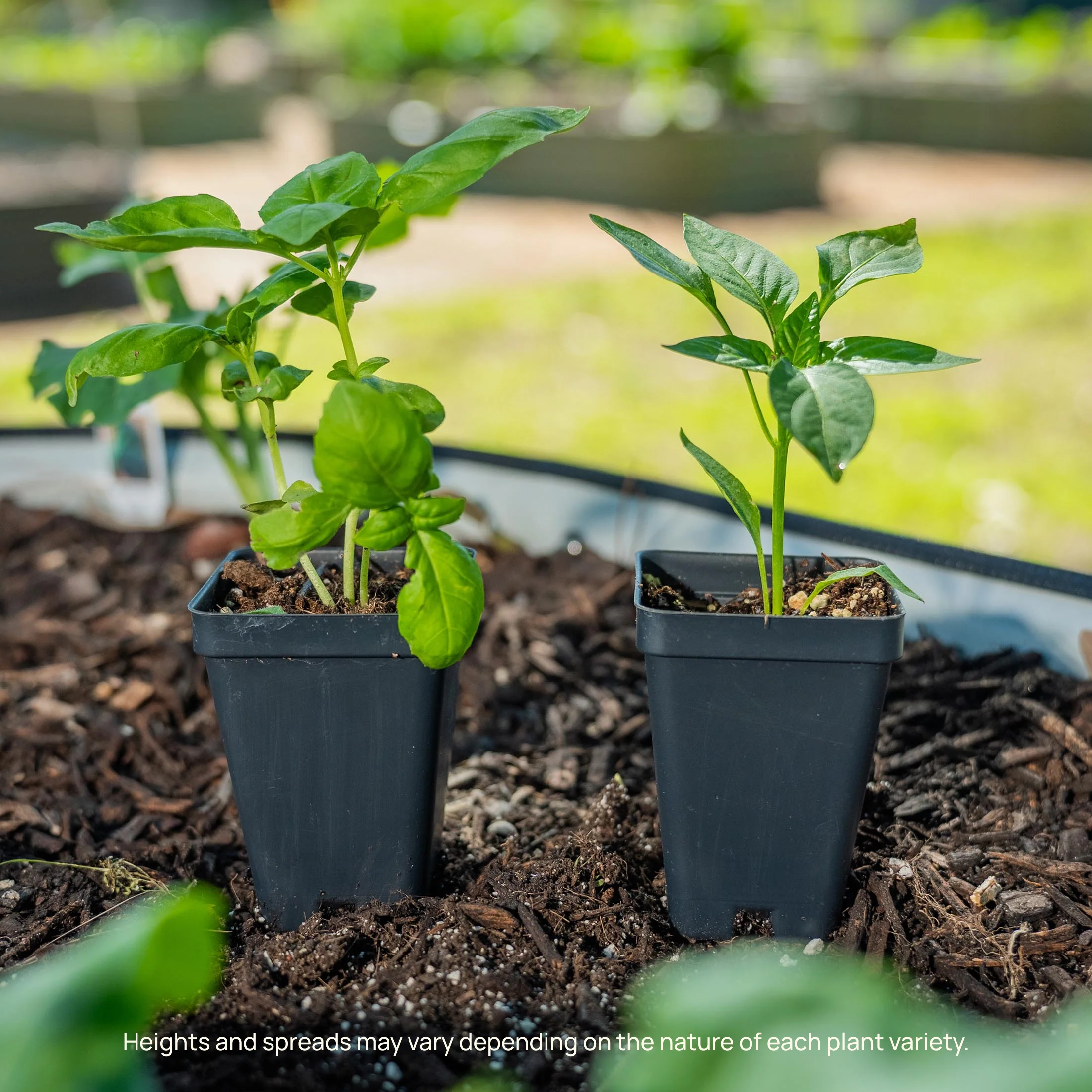 Kitchen Minis™ Sweet Fresh Bites Orange Pepper Seedling - Image 8