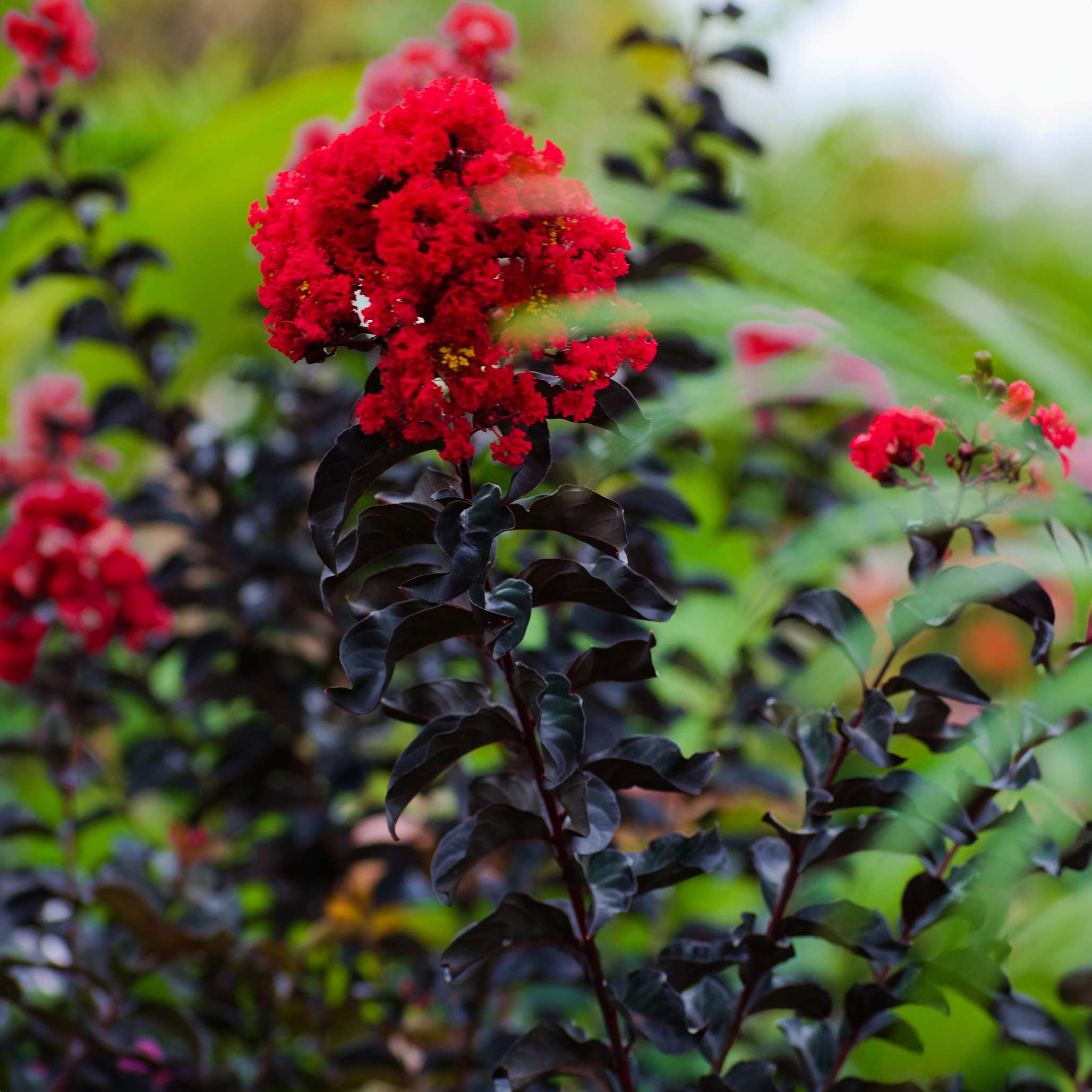 Thunderstruck™ Rumblin Red™ Crape Myrtle - Image 2