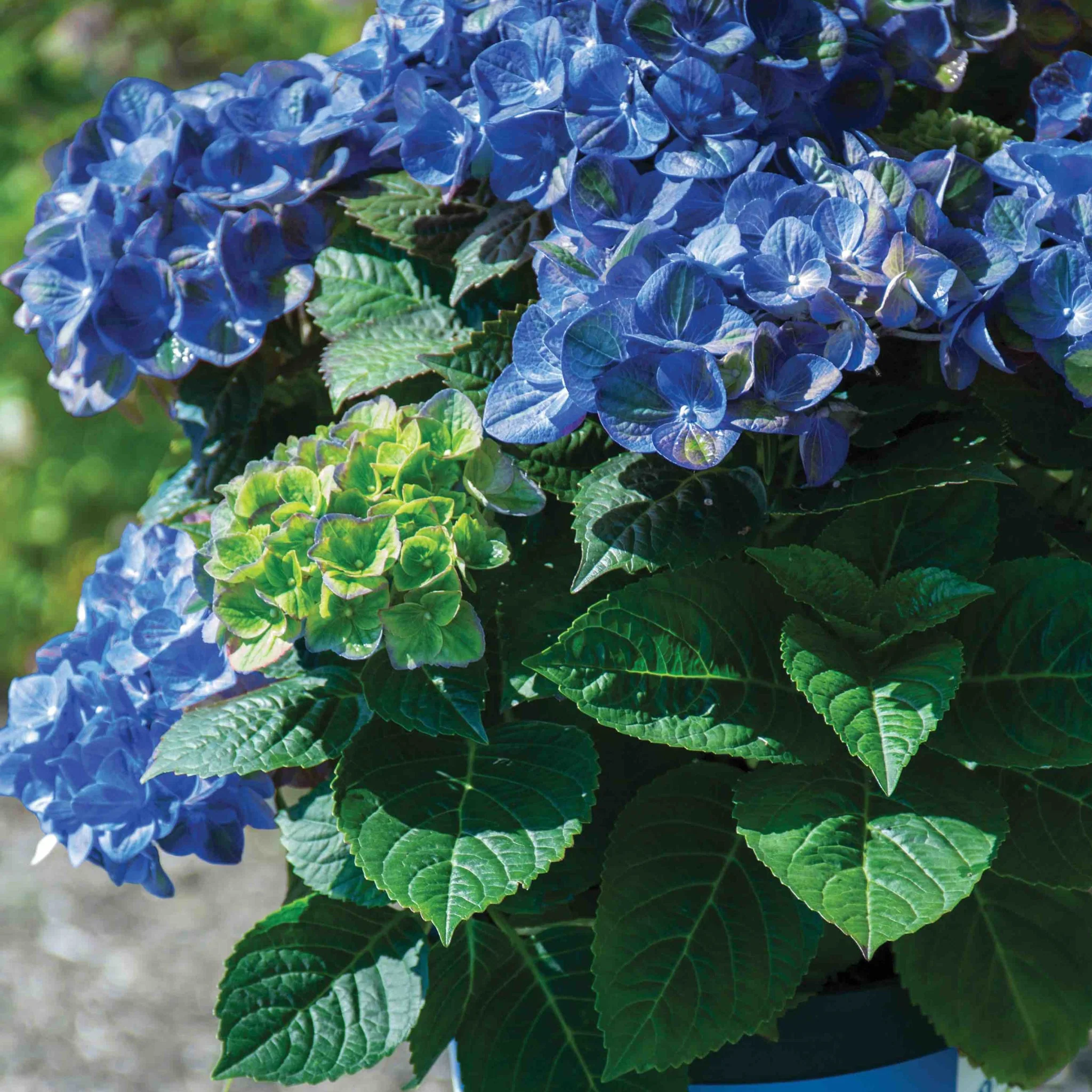 Tilt-A-Swirl® Bigleaf Hydrangea - Image 2