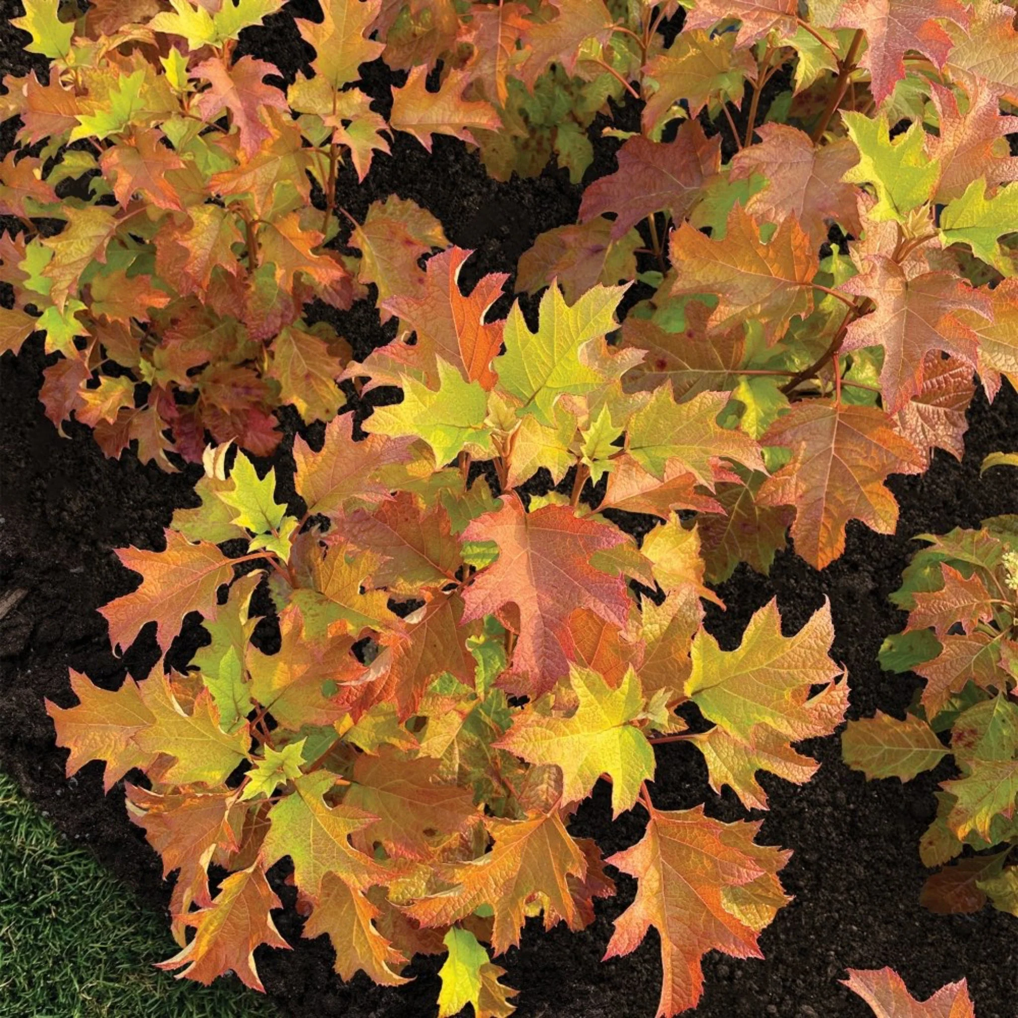 Toy Soldier™ Oakleaf Hydrangea - Image 3