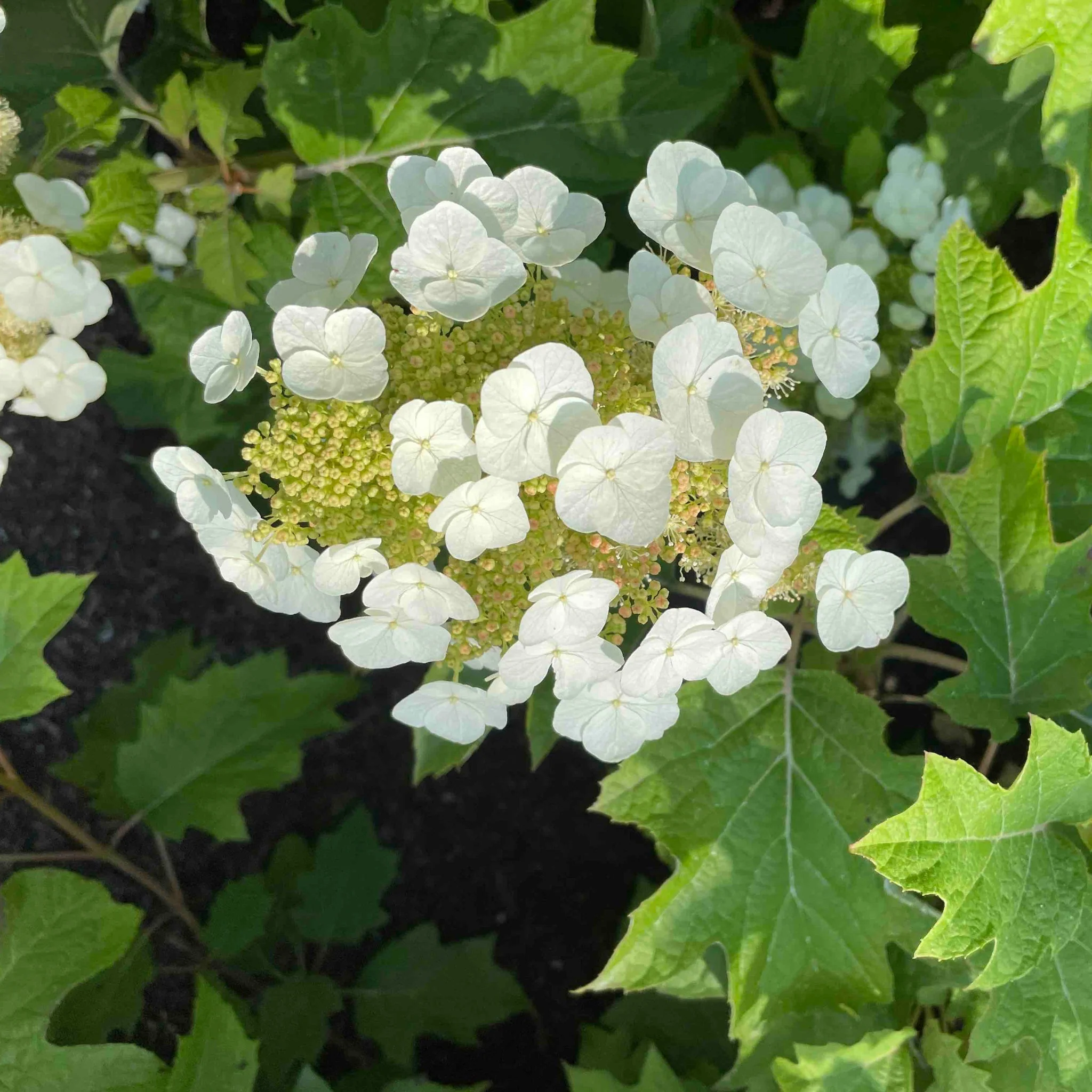 Toy Soldier™ Oakleaf Hydrangea - Image 4