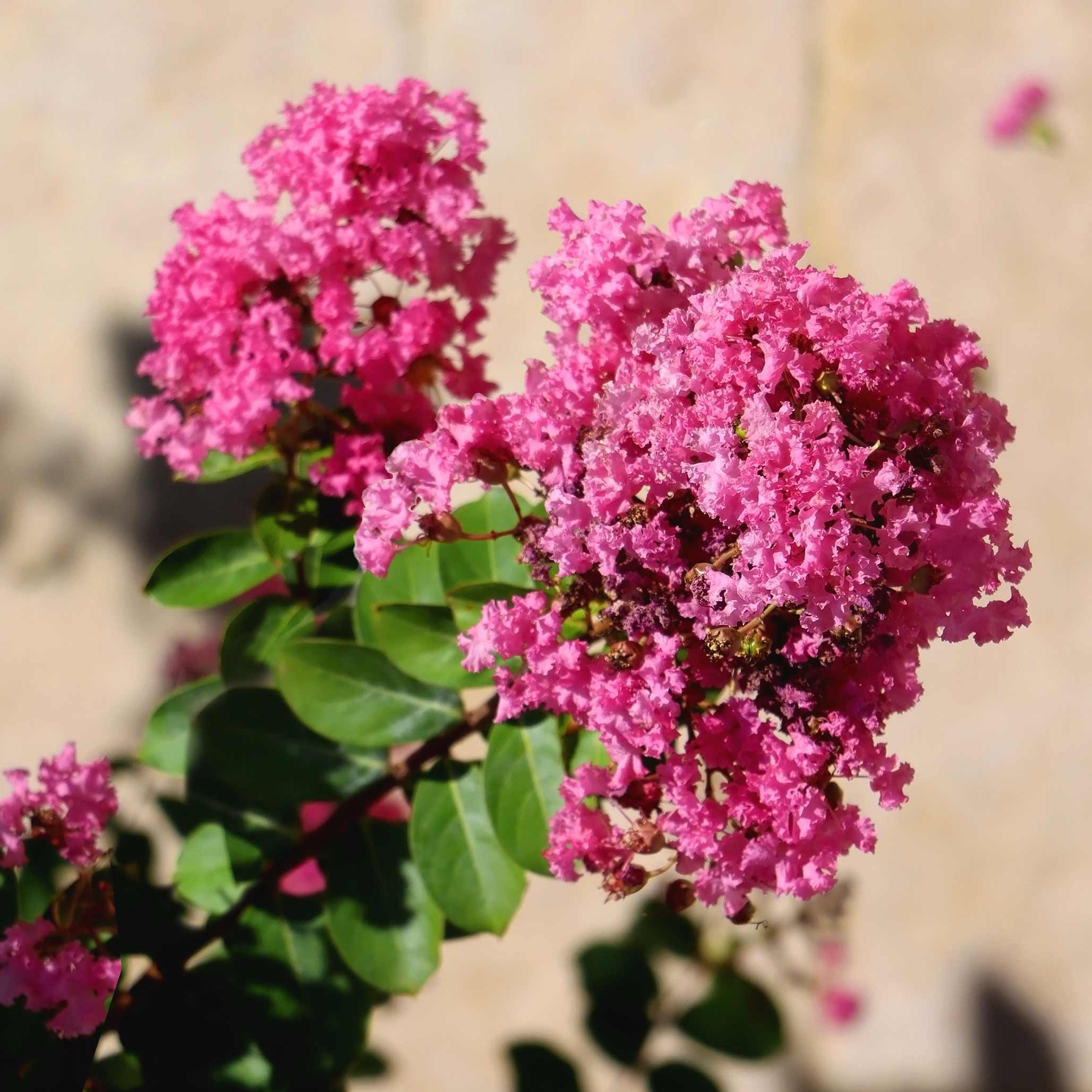 Tuscarora Crapemyrtle - Image 2