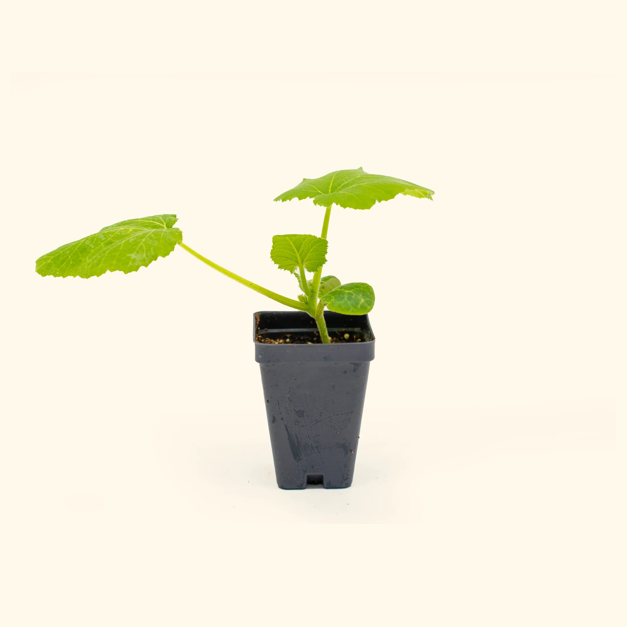 Yellow Crookneck Squash Seedling - Image 3